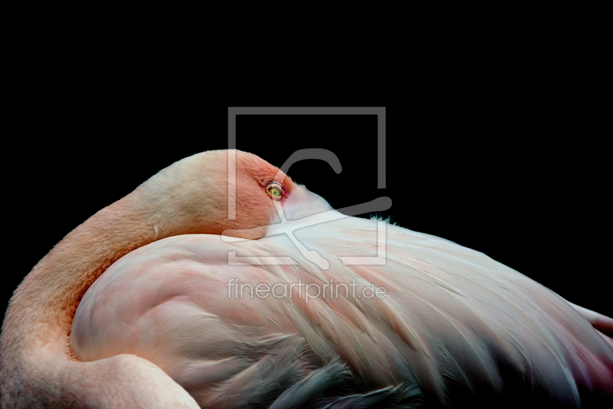 Bild-Nr.: 9929366 Flamingo erstellt von wosch