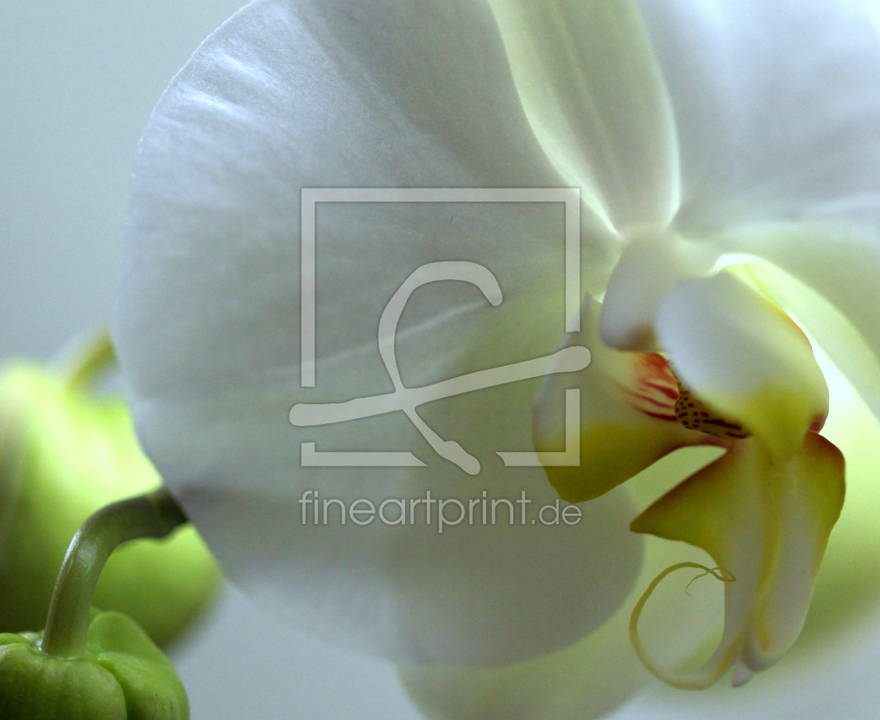 Bild-Nr.: 9930092 Weiße Phalaenopsis erstellt von doka