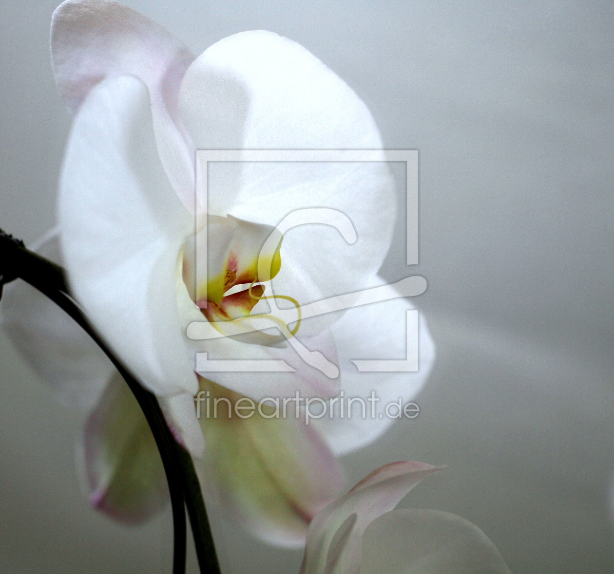 Bild-Nr.: 9930106 Phalaenopsis erstellt von doka