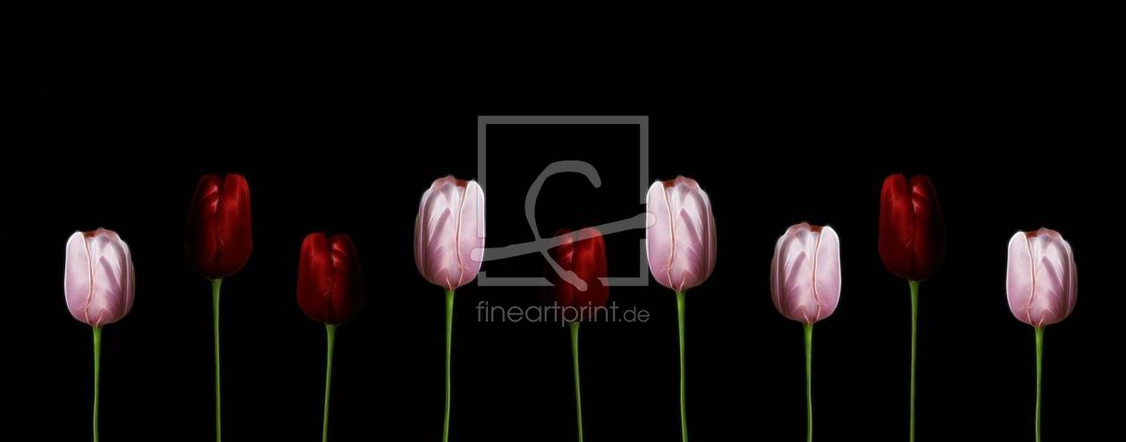 Bild-Nr.: 9934214 Tulpen Panorama (neu) erstellt von Caras