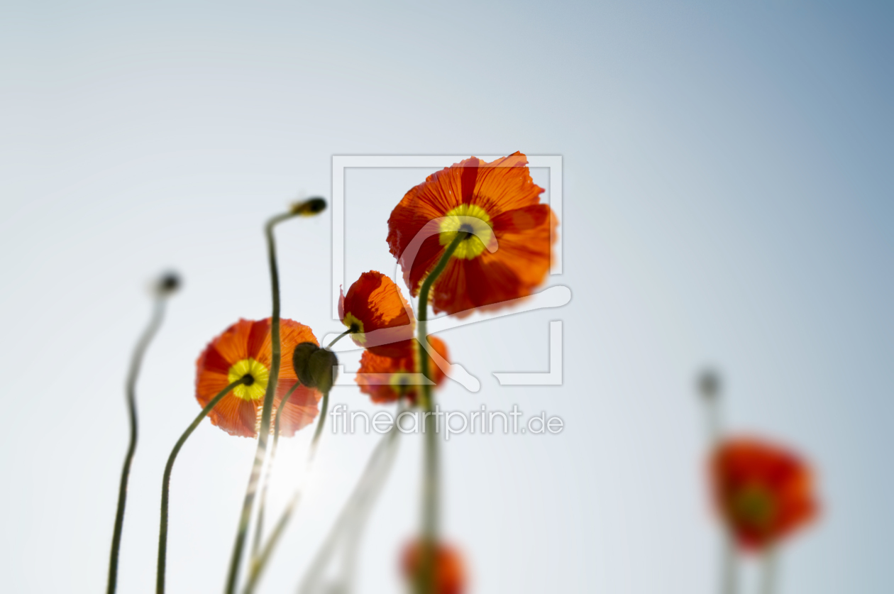 Bild-Nr.: 9934244 Mohn erstellt von danielschoenen