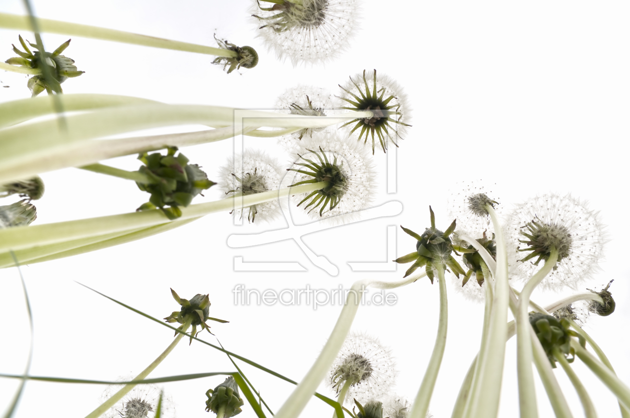 Bild-Nr.: 9934248 Pusteblumen erstellt von danielschoenen