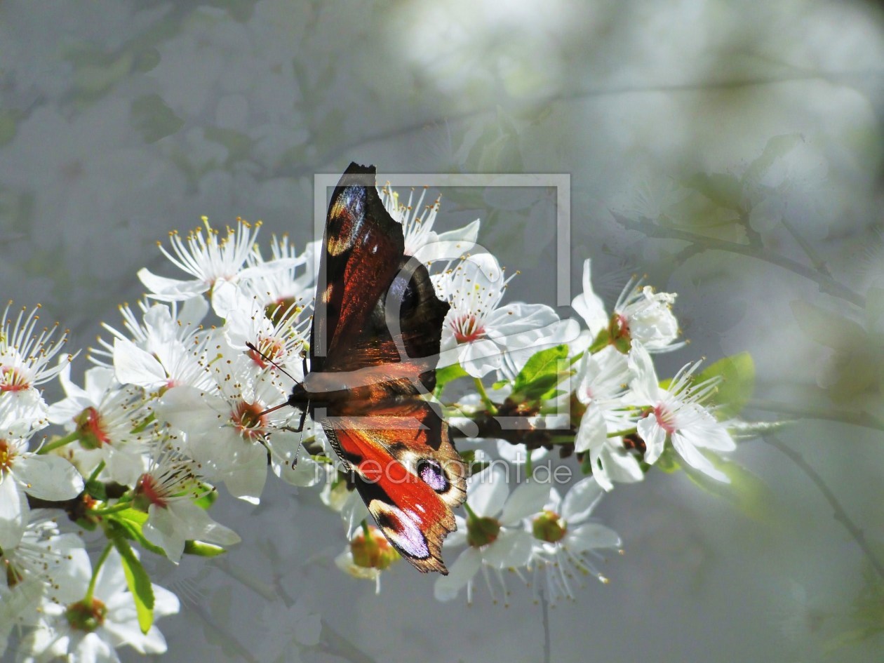 Bild-Nr.: 9934512 Tagpfauenauge 2 erstellt von Renate Knapp