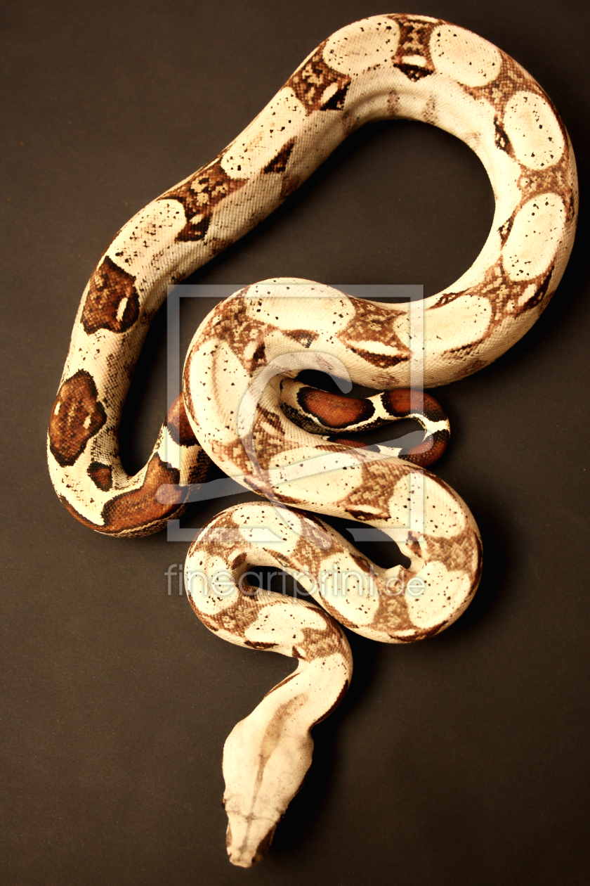 Bild-Nr.: 9935342 Boa constrictor Imperator erstellt von Holger77