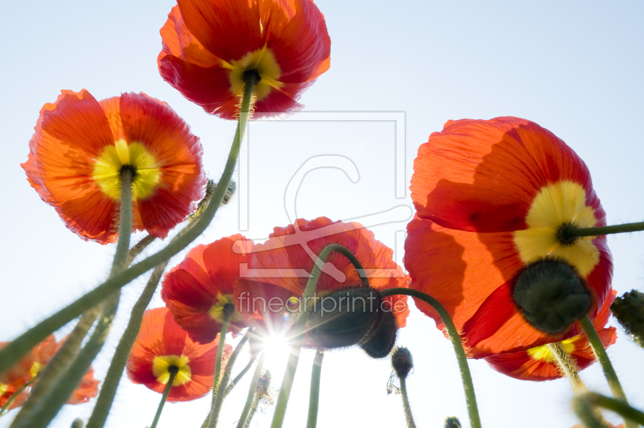 Bild-Nr.: 9936118 Mohn und Sonne erstellt von danielschoenen