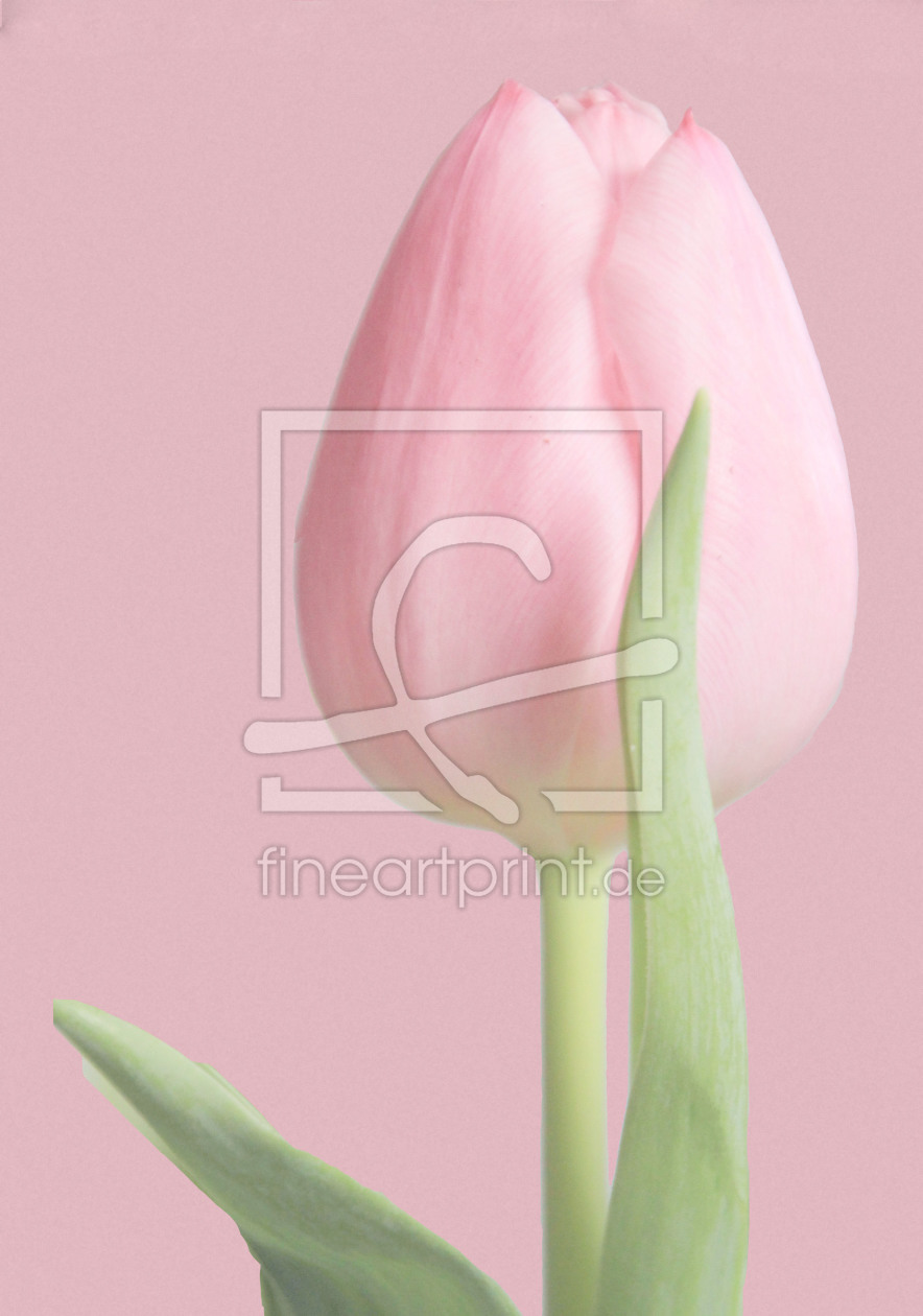 Bild-Nr.: 9937475 tulipan rosado erstellt von Artservicezahel