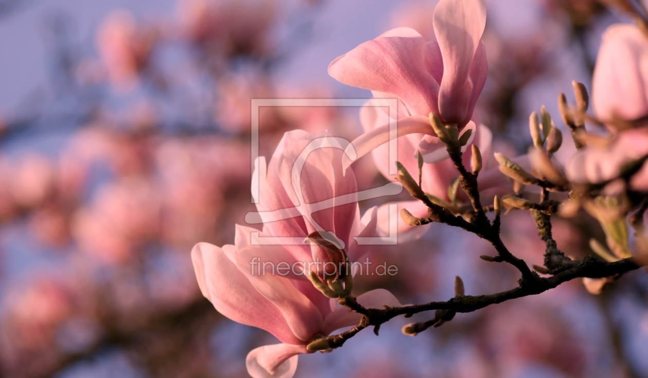 Bild-Nr.: 9938341 Jardin Bild-Nr.: 9938341 Jardin erstellt von youhaveadream