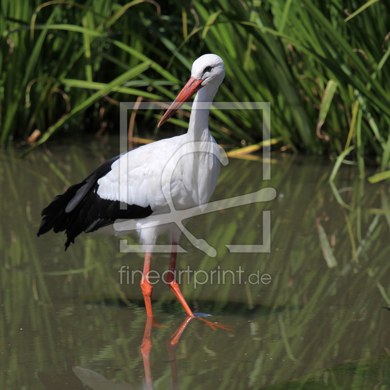 Bild-Nr.: 9940237 Storch II erstellt von FotoDeHRO