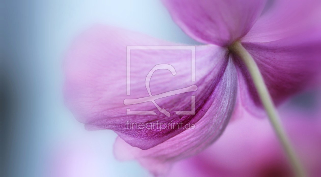 Bild-Nr.: 9940569 Anemone (Aquarell Optik) erstellt von Renate Knapp