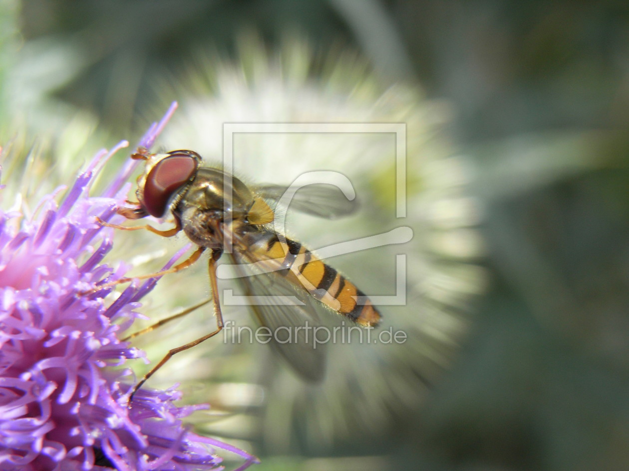 Bild-Nr.: 9942143 Schwebfliege 2 erstellt von bika1008