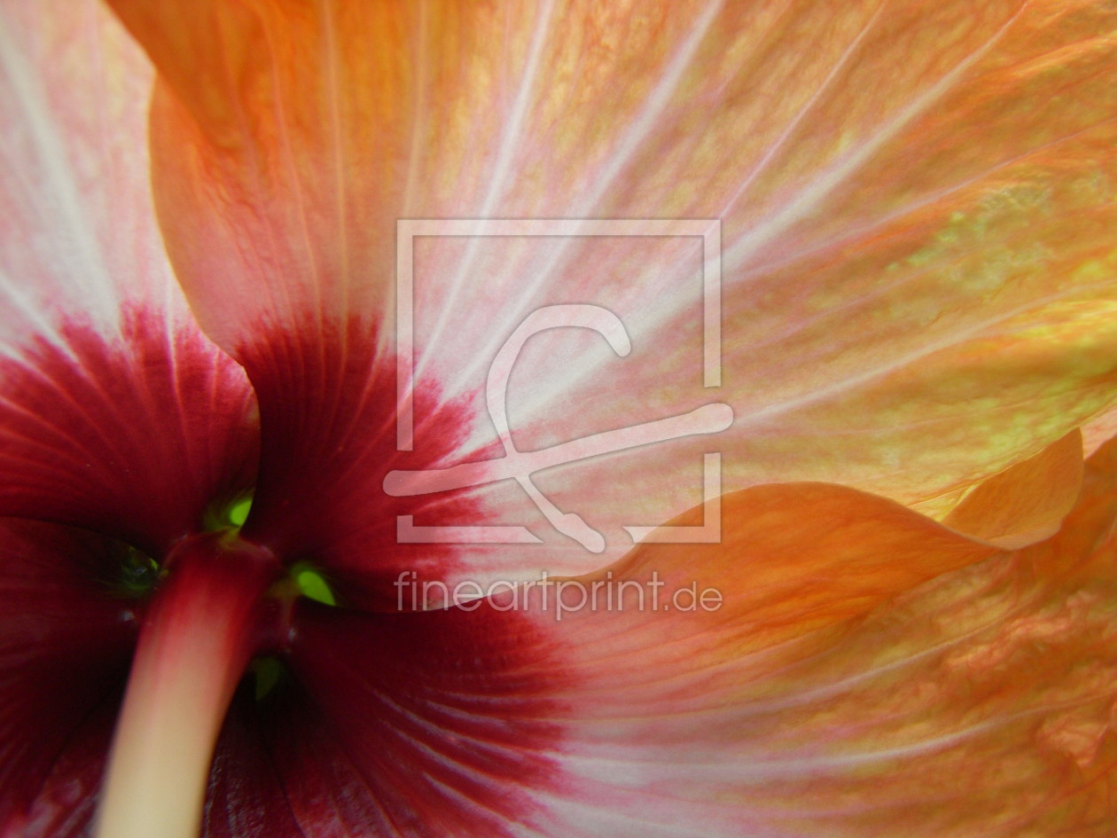 Bild-Nr.: 9942231 Blüte Detail Bild-Nr.: 9942231 Blüte Detail erstellt von bika1008