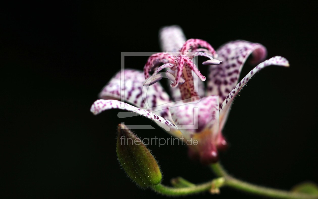 Bild-Nr.: 9943975 Wilde Orchidee erstellt von Renate Knapp