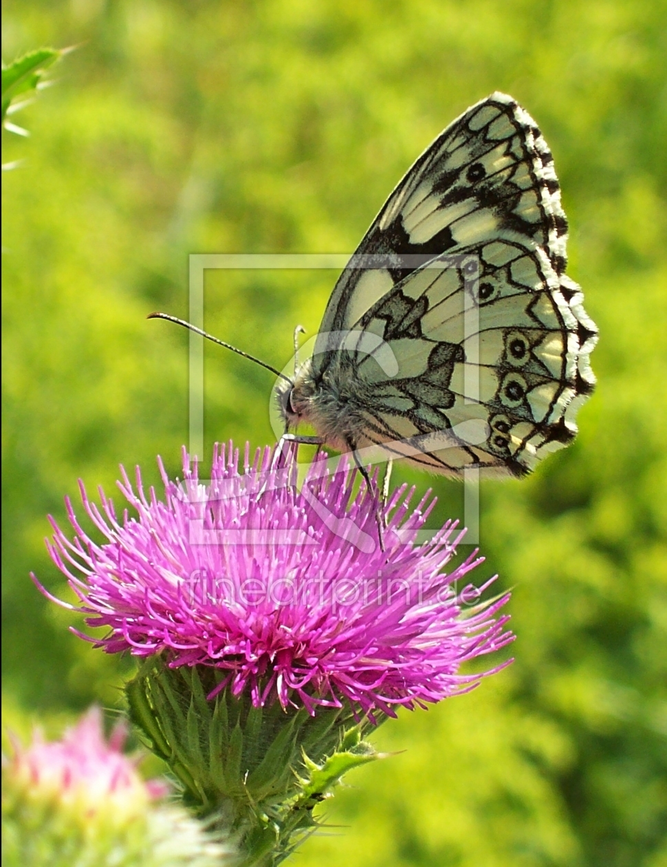 Bild-Nr.: 9944933 Butterfly erstellt von Marion227