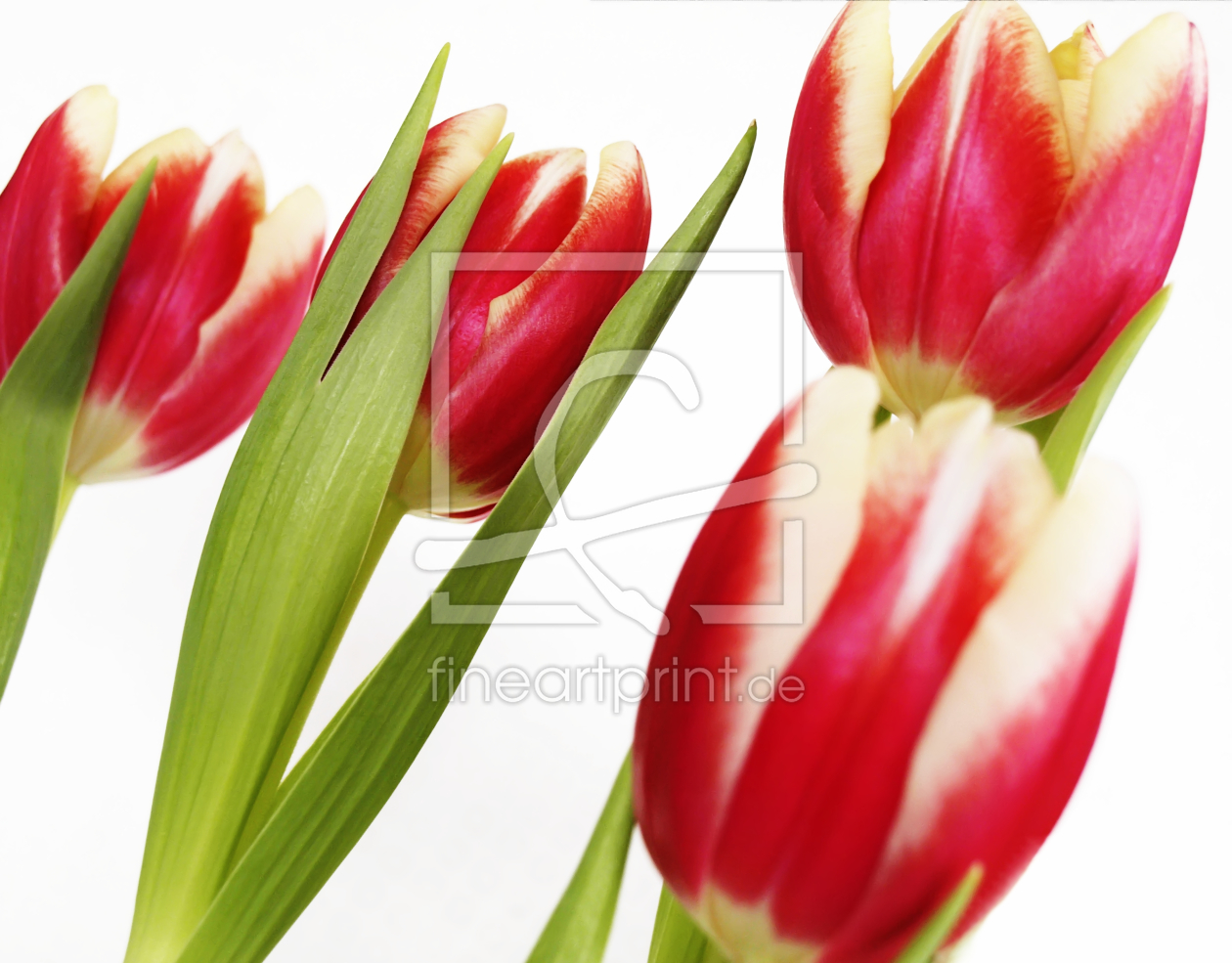 Bild-Nr.: 9948737 Tulpen Impression  erstellt von Galerie-Fotoeffekt