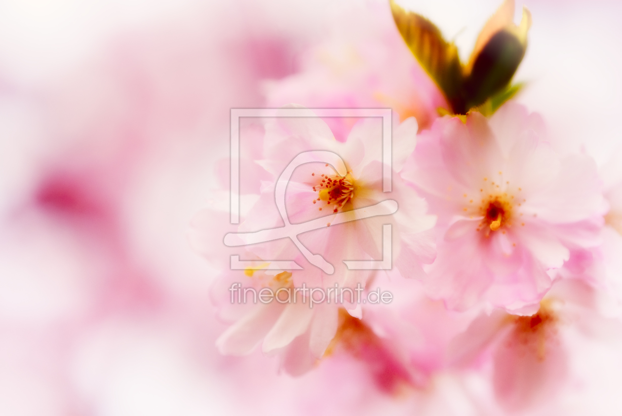 Bild-Nr.: 9948771 Cherry blossom kitsch erstellt von manganite