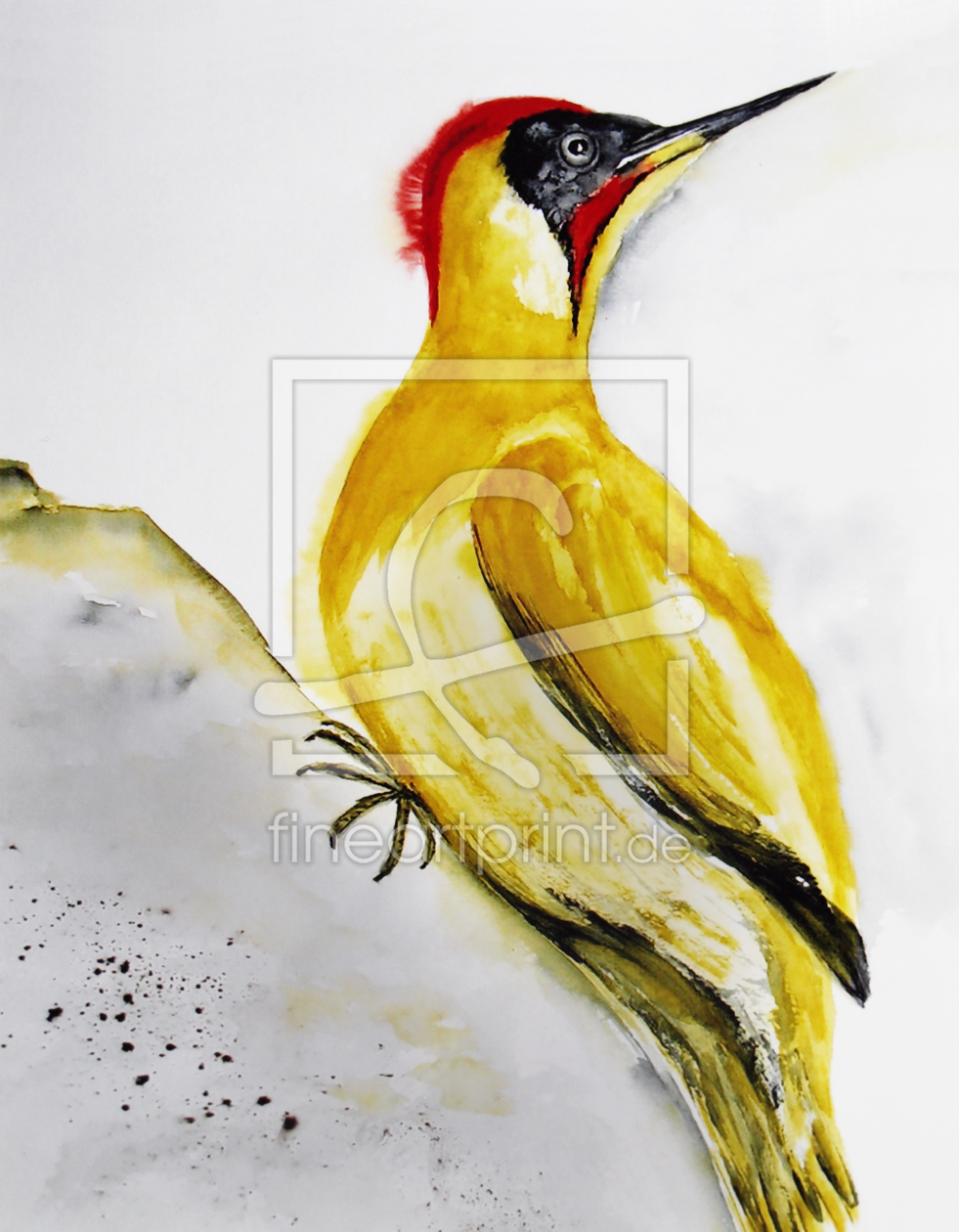 Bild-Nr.: 9950355 Grünsprecht - Aquarell Bild-Nr.: 9950355 Grünsprecht - Aquarell erstellt von Nettesart