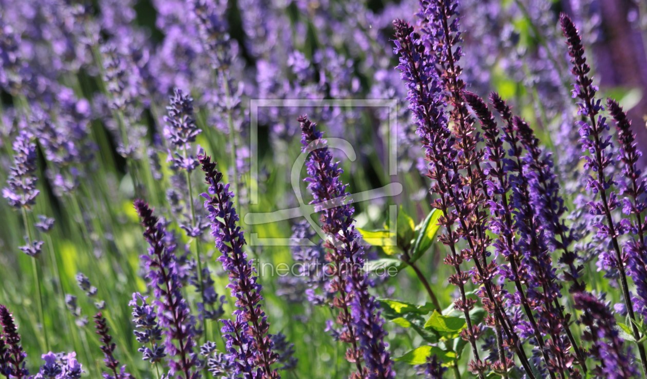 Bild-Nr.: 9952008 Lavendel erstellt von Renate Knapp