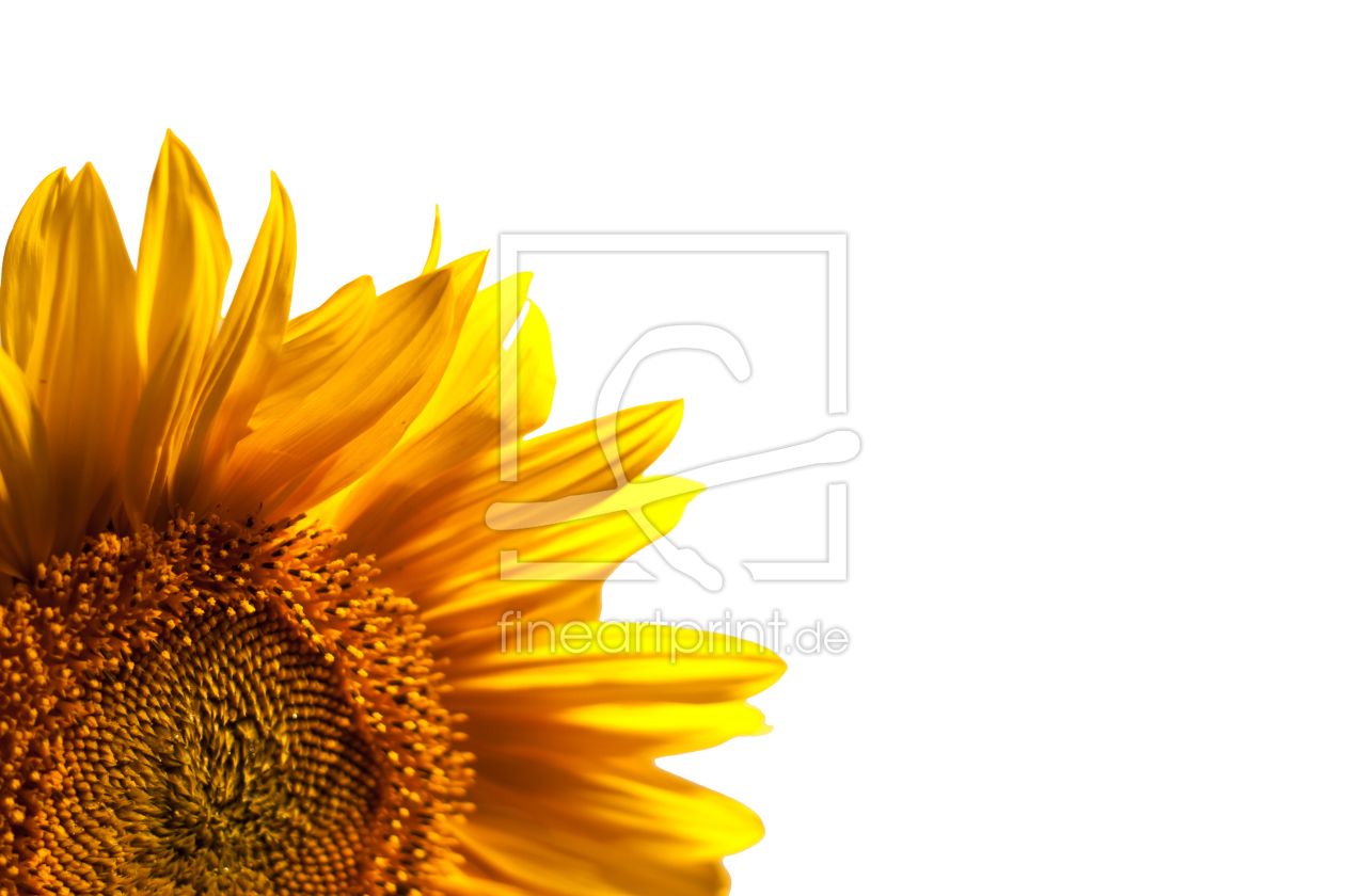 Bild-Nr.: 9952779 Sonnenblume erstellt von Pixatom
