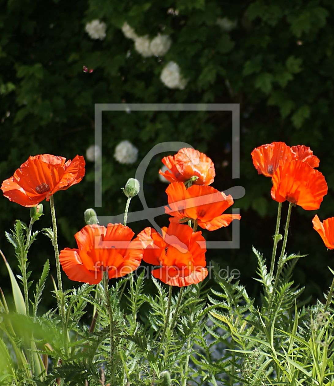 Bild-Nr.: 9953373 Klatschmohn erstellt von CRAZYHAWK