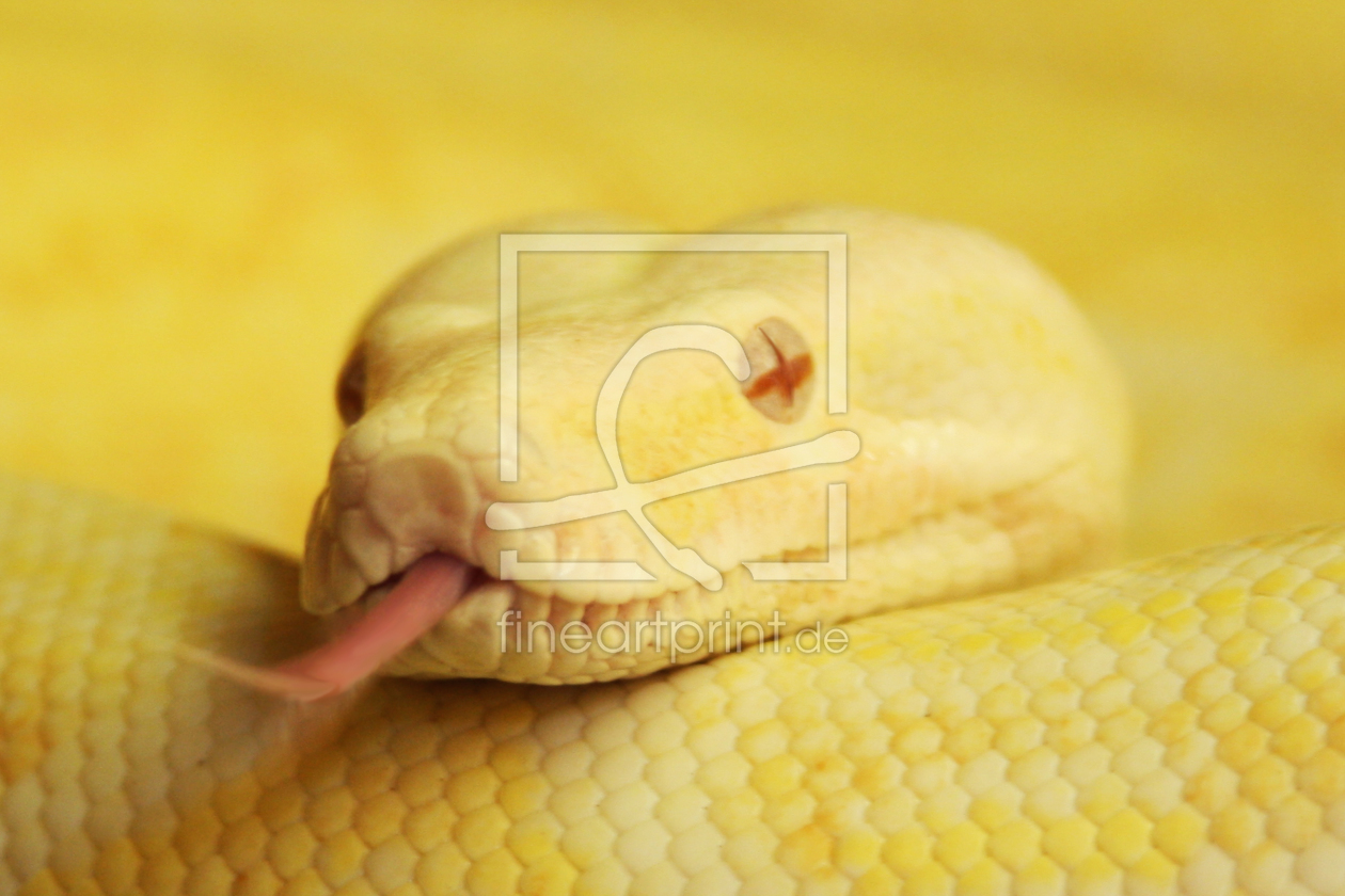 Bild-Nr.: 9953549 Albino Boa erstellt von Holger77