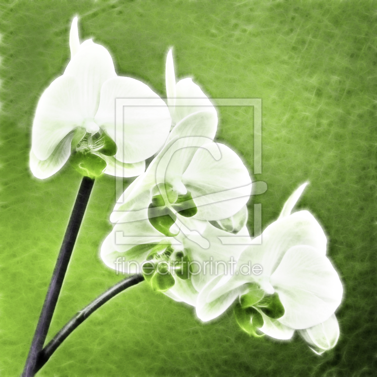 Bild-Nr.: 9954037 ORCHIDEE erstellt von Galerie-Fotoeffekt