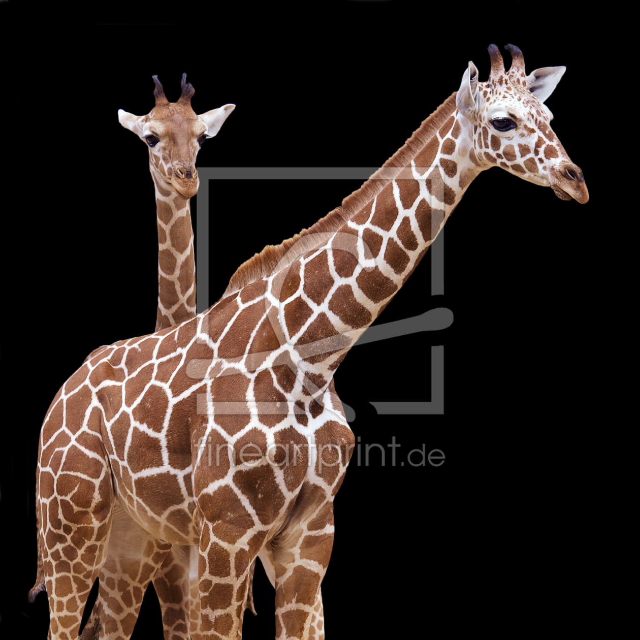 Bild-Nr.: 9954215 giraffen...... erstellt von karl-j. gramann