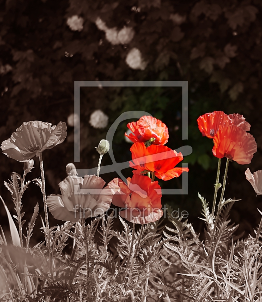 Bild-Nr.: 9954813 MOHN erstellt von CRAZYHAWK