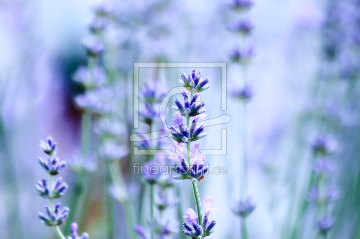 Bild-Nr.: 9955267 Blue Love erstellt von Renate Knapp