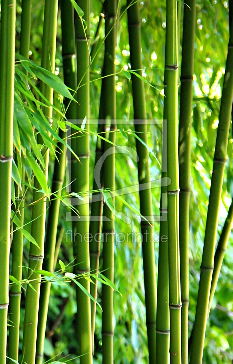 Bild-Nr.: 9955489 Bambus erstellt von gabii40