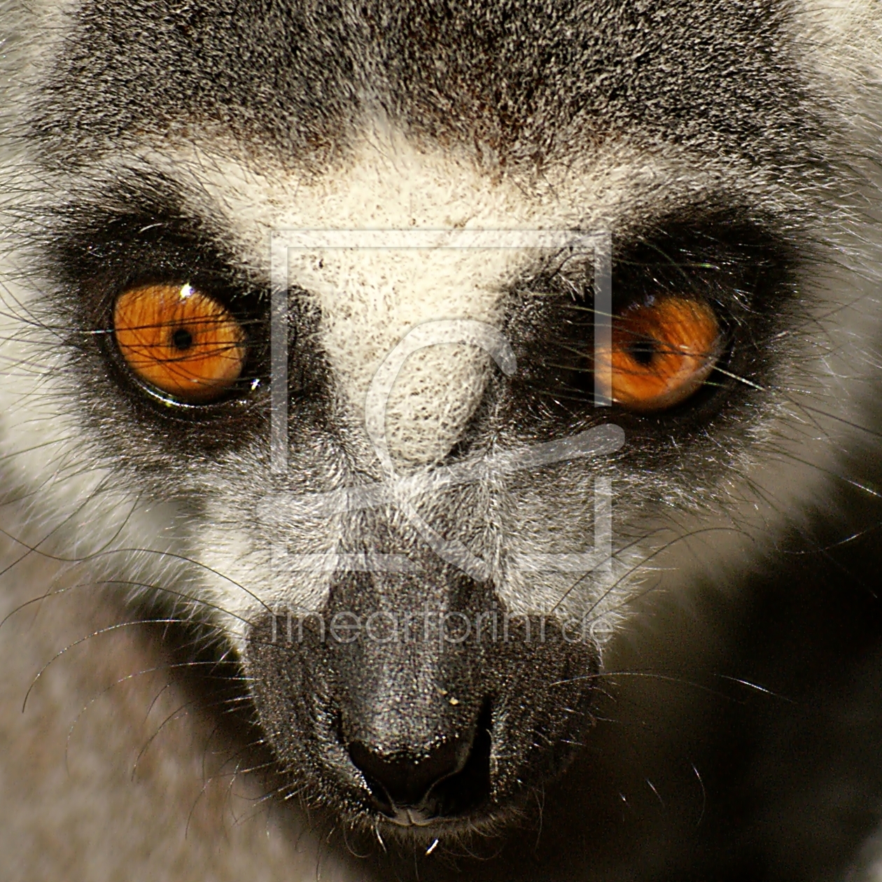 Bild-Nr.: 9956247 Portrait erstellt von CRAZYHAWK