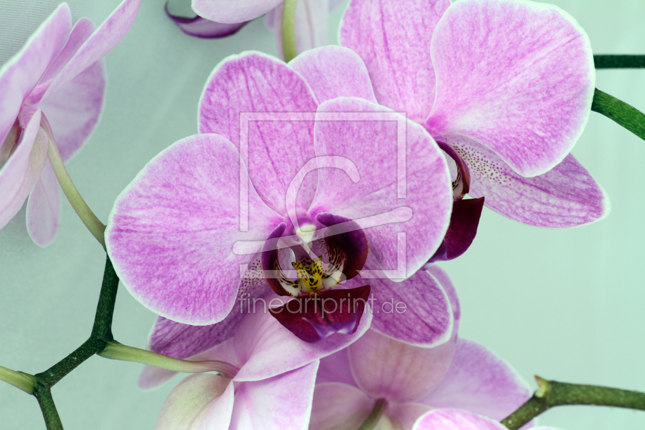 Bild-Nr.: 9957295 Orchidee erstellt von Gerhard Albicker