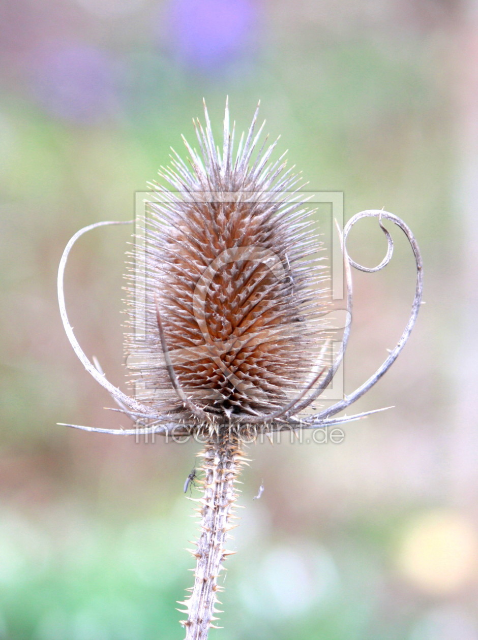 Bild-Nr.: 9957427 Distel in Pastell erstellt von Flowerfairy