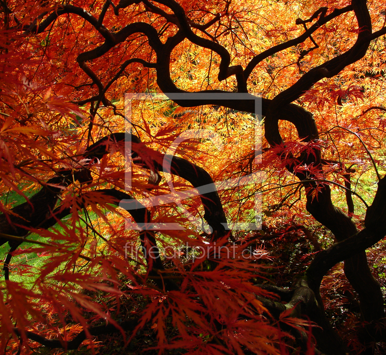 Bild-Nr.: 9959667 Japanischer Fächerahorn im Herbst erstellt von Almut Rother