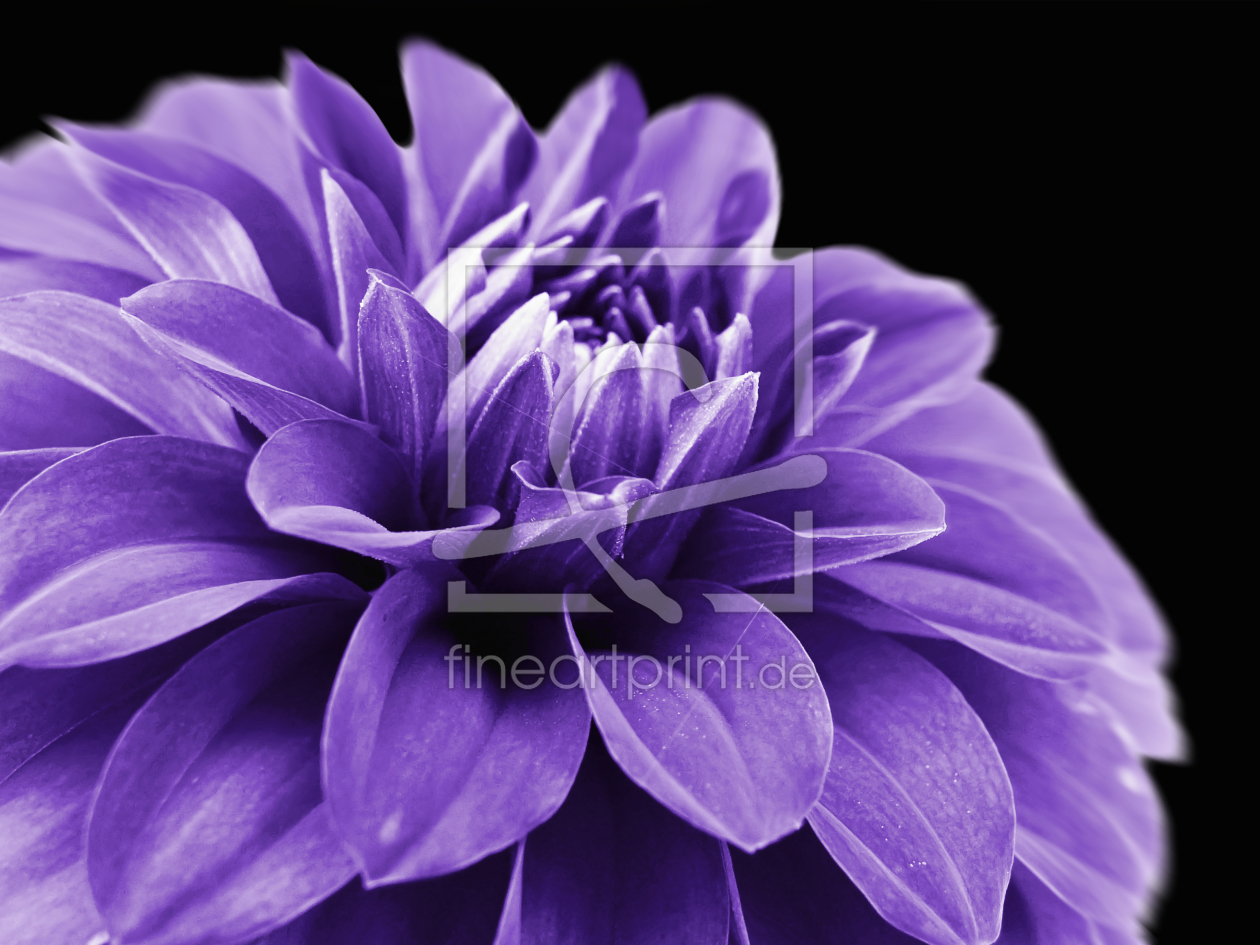Bild-Nr.: 9960369 Dahlia - Floral erstellt von Galerie-Fotoeffekt