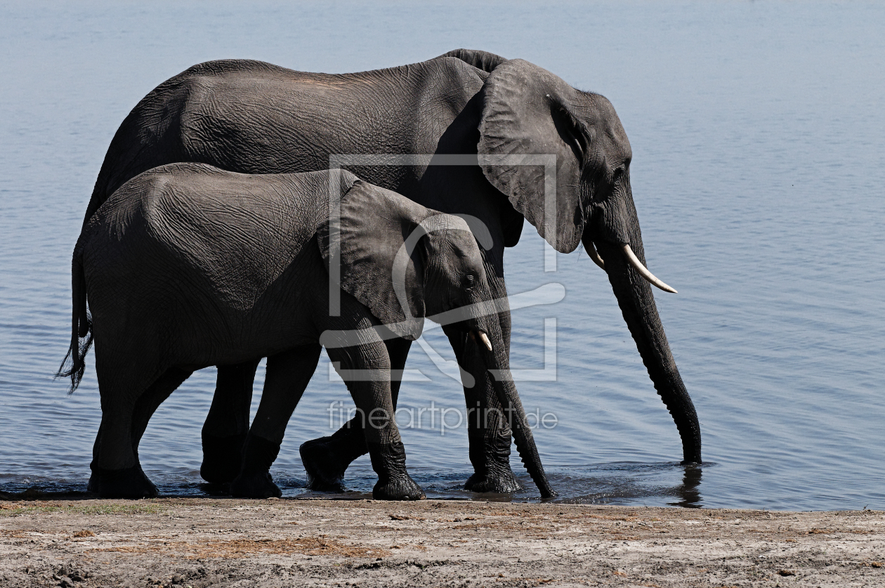 Bild-Nr.: 9962913 Elefantenduo erstellt von Taunusbilder