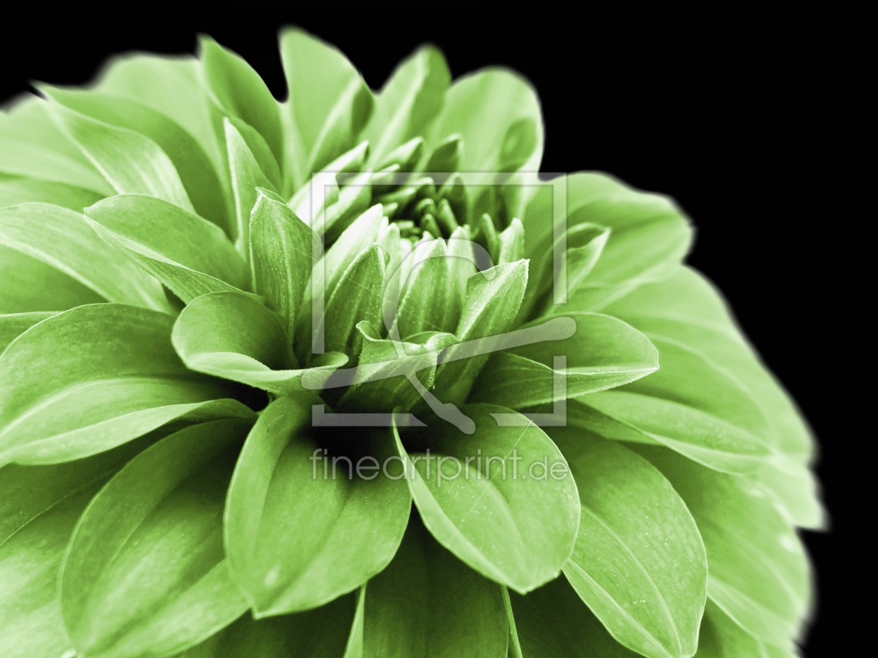 Bild-Nr.: 9963611 Dahlia erstellt von Galerie-Fotoeffekt