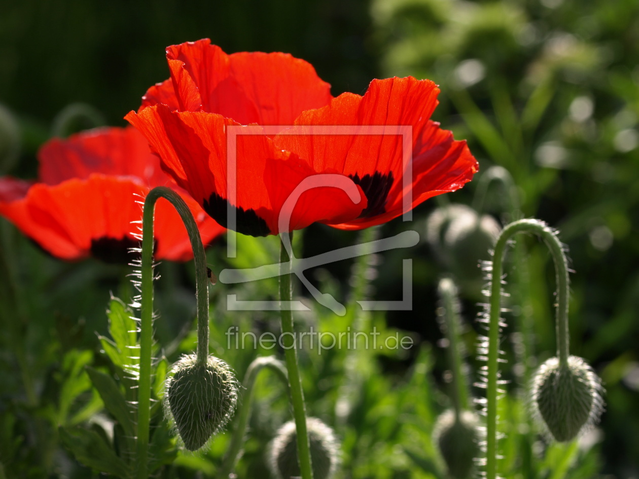 Bild-Nr.: 9965742 Ladybird erstellt von Topolino