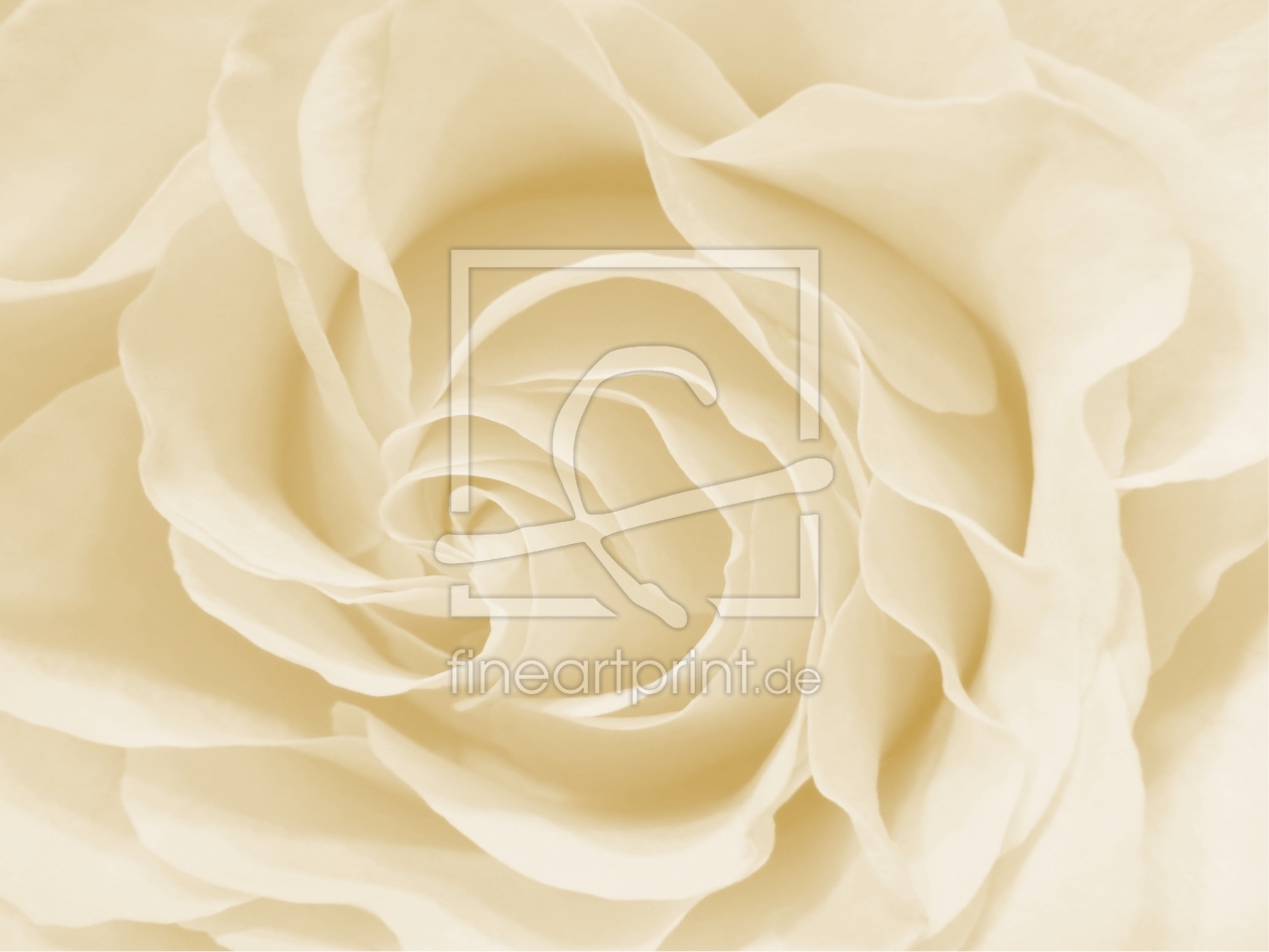 Bild-Nr.: 9965778 White Rose  erstellt von Anja Otto