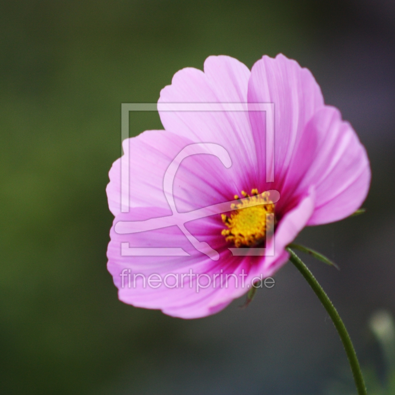 Bild-Nr.: 9965814 Cosmea erstellt von Bettina Schnittert