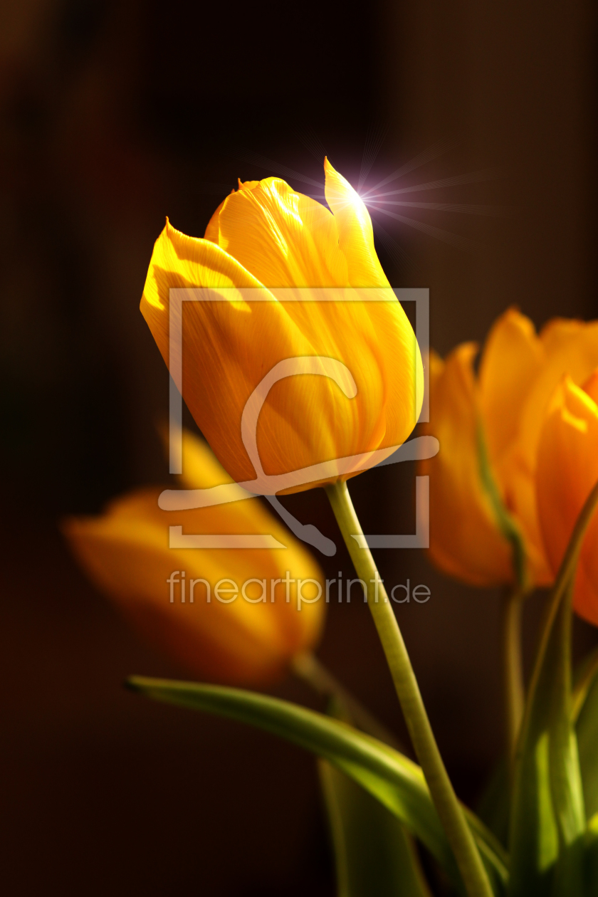 Bild-Nr.: 9966638 Tulips erstellt von FotoDeHRO