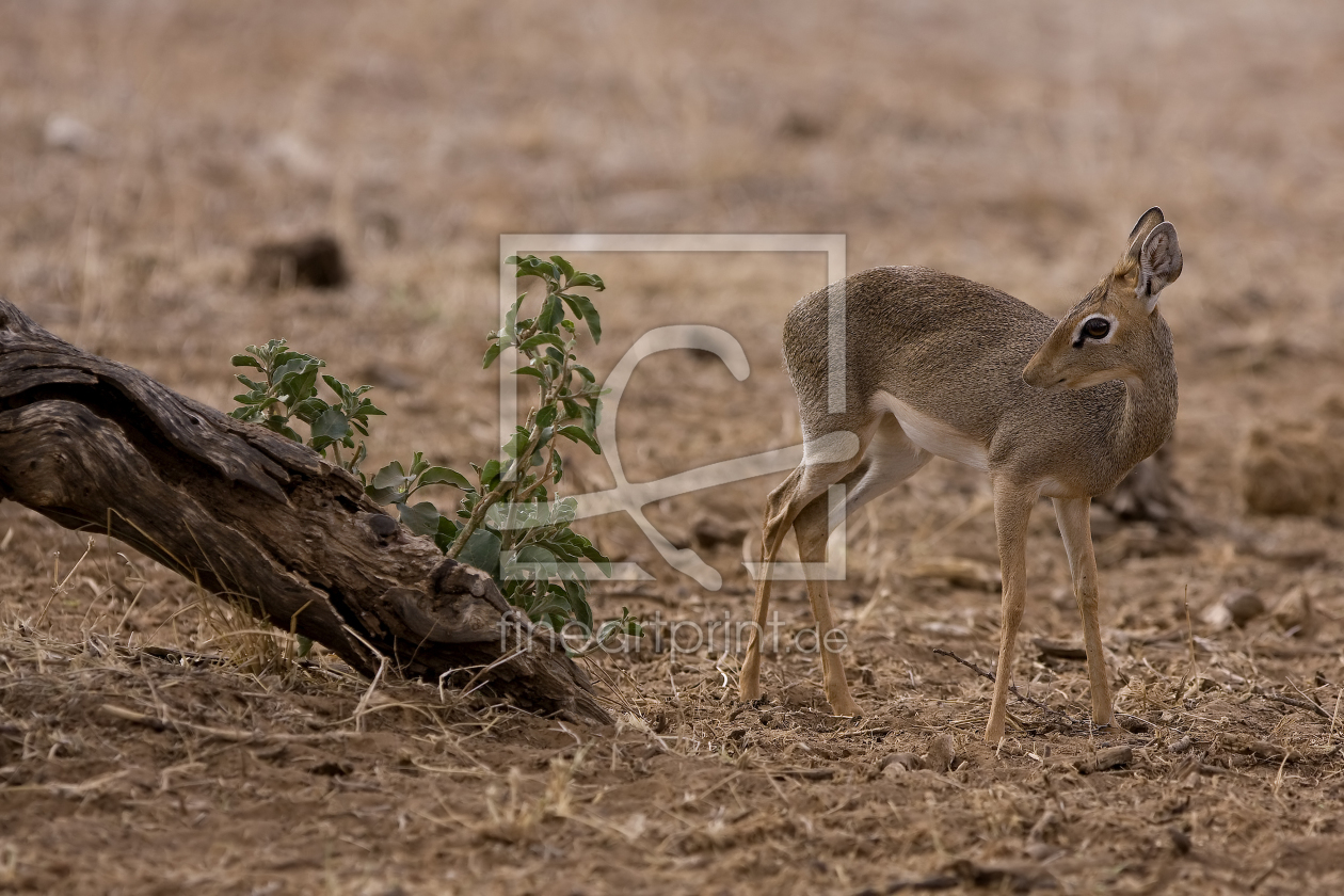 Bild-Nr.: 9967084 B O N S A I - A N T I L O P E erstellt von Thomas Herzog