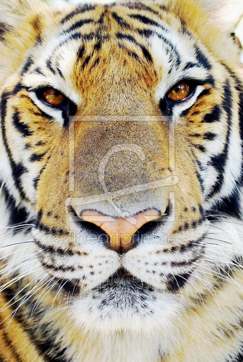 Bild-Nr.: 9968429 tigerface erstellt von napoleon