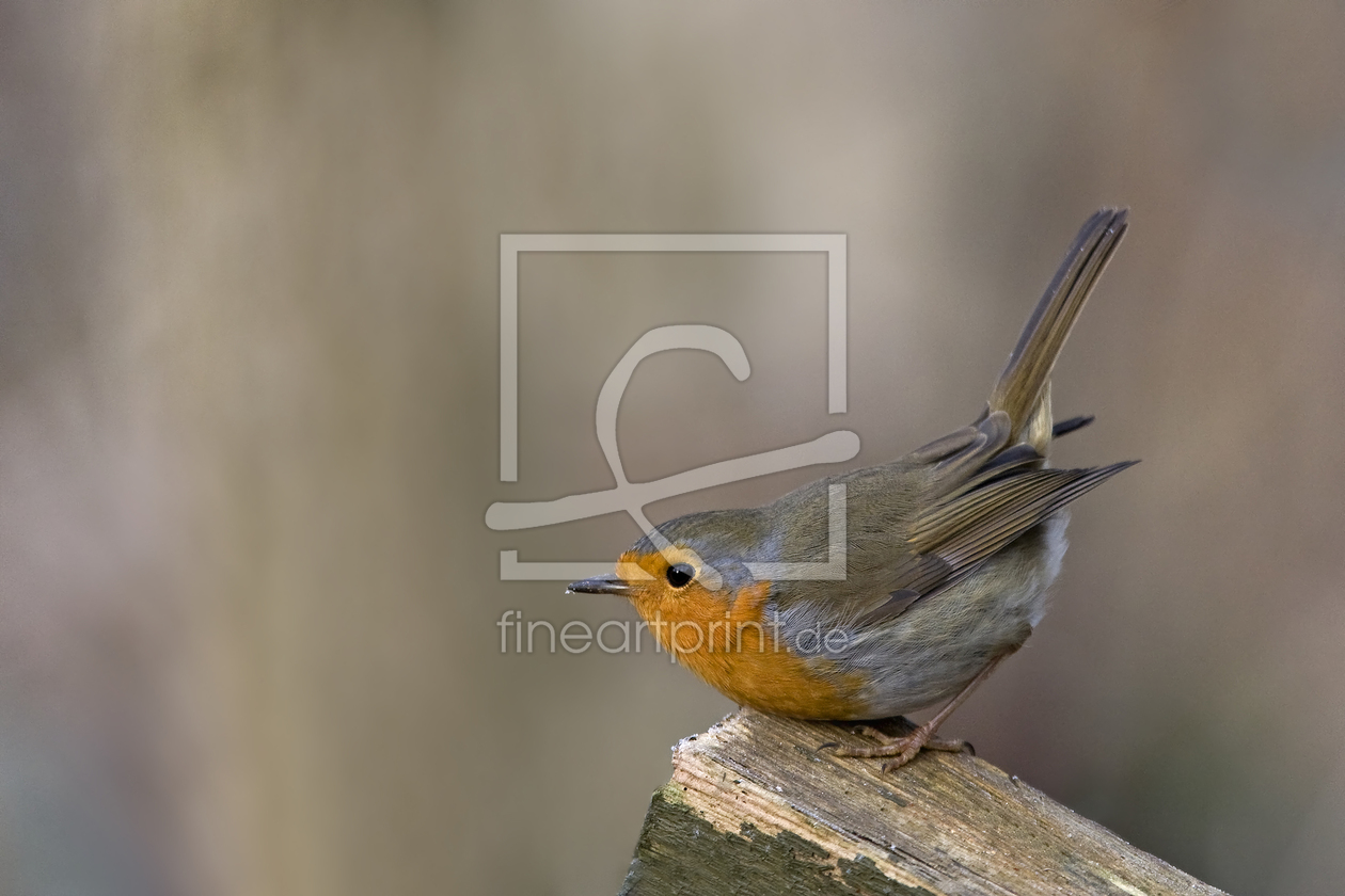 Bild-Nr.: 9968887 R O B I N Bild-Nr.: 9968887 R O B I N erstellt von Thomas Herzog