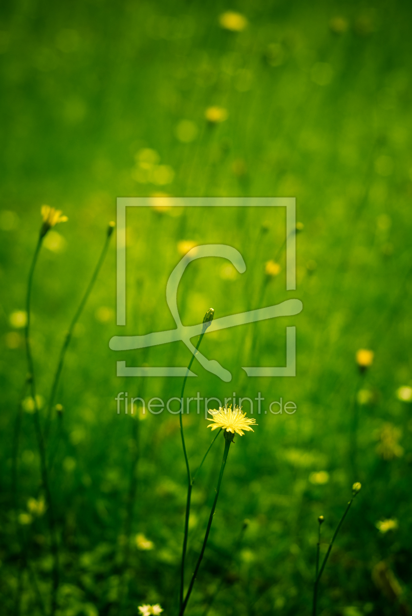 Bild-Nr.: 9970543 Flowers in the grass erstellt von manganite