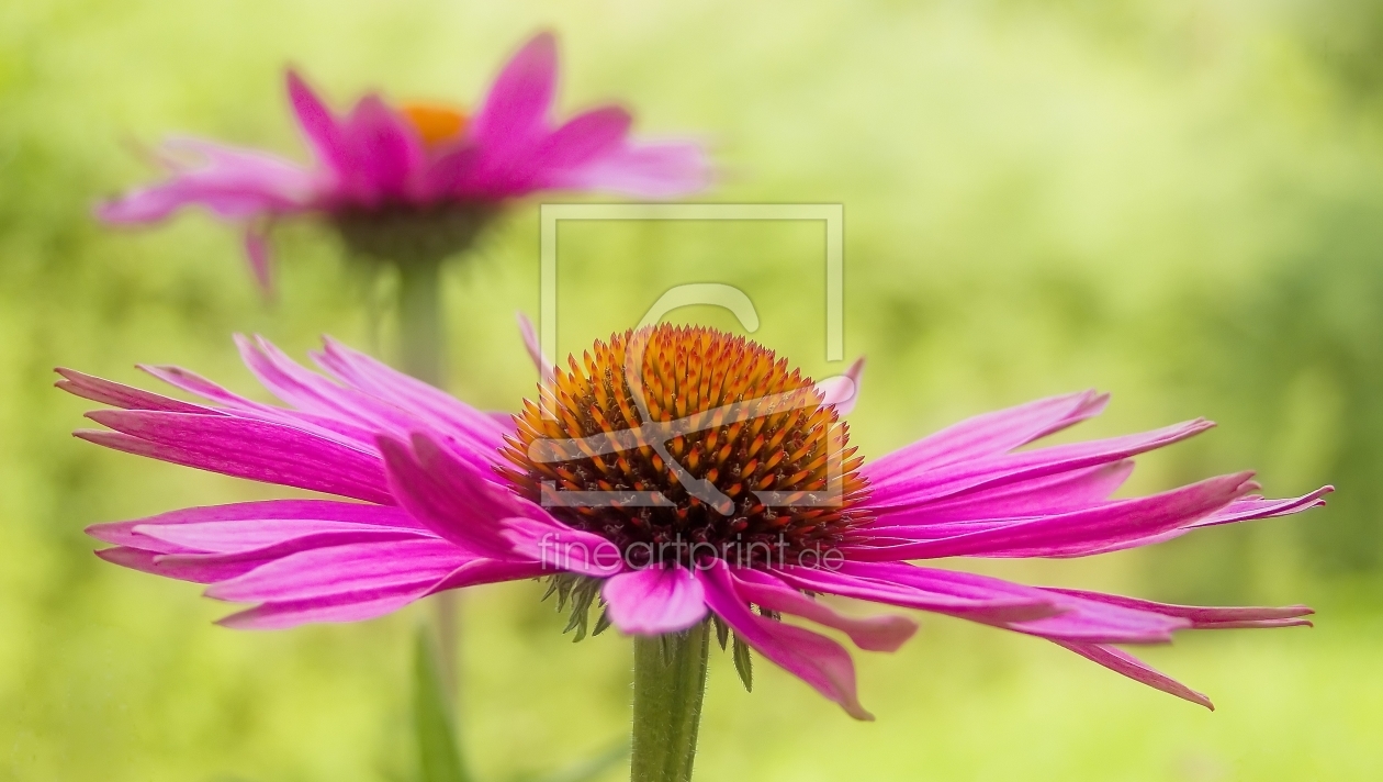 Bild-Nr.: 9971349 echinacea  erstellt von Gisela Baiker