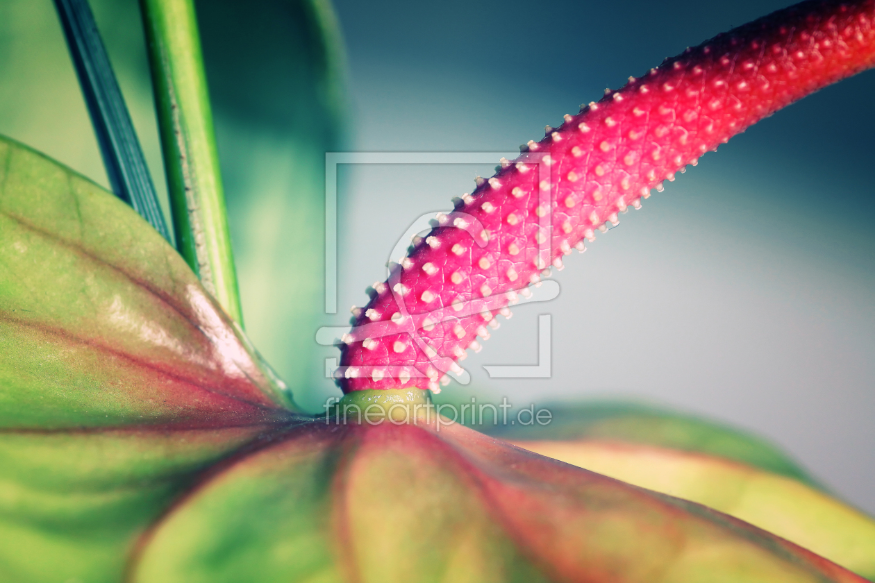 Bild-Nr.: 9972336 Anthurium Maximum erstellt von FotoDeHRO