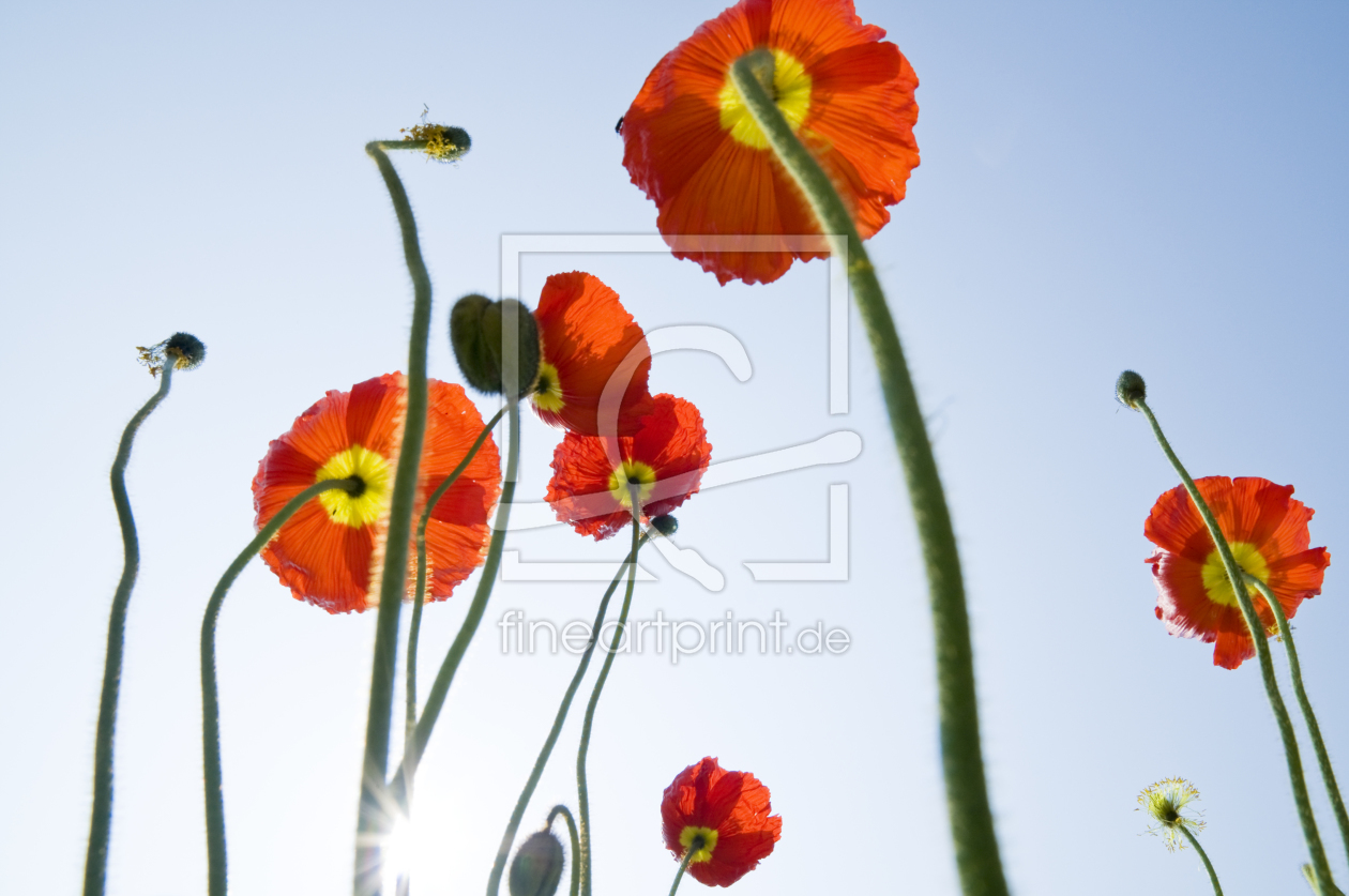 Bild-Nr.: 9975495 roter Mohn und blauer Himmel erstellt von danielschoenen