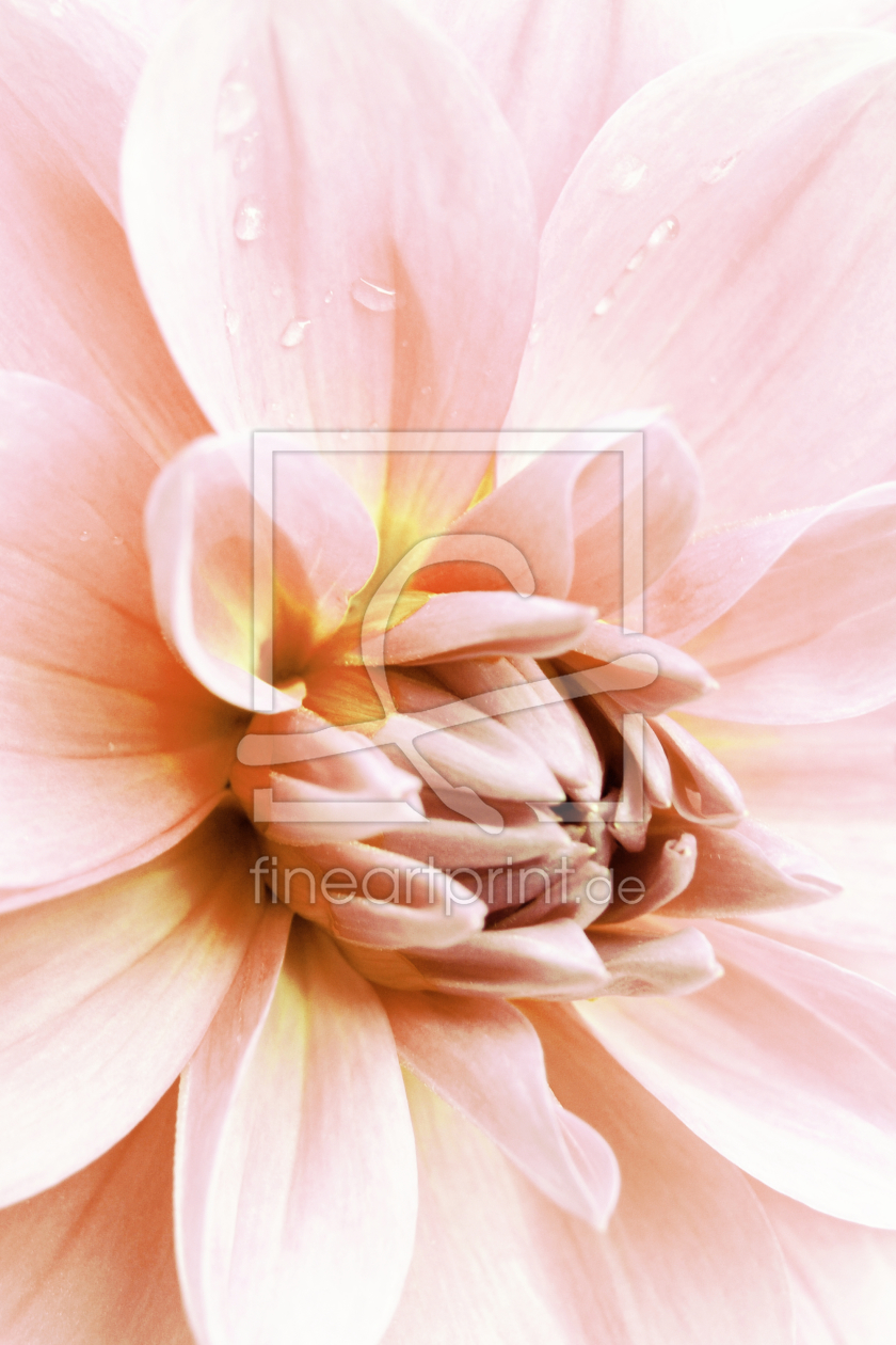 Bild-Nr.: 9977105 Dahlia - 03 erstellt von Galerie-Fotoeffekt