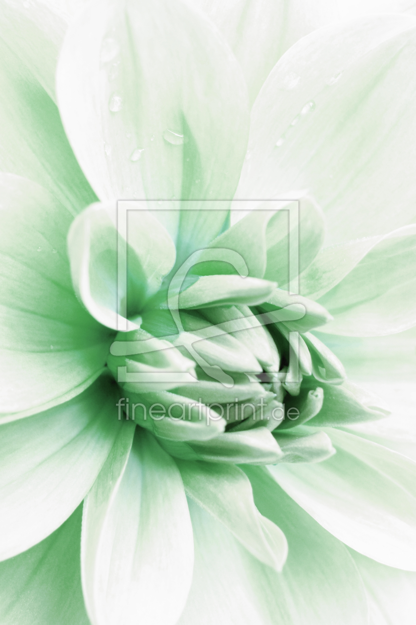 Bild-Nr.: 9977109 Dahlia - 05 Bild-Nr.: 9977109 Dahlia - 05 erstellt von Nettesart