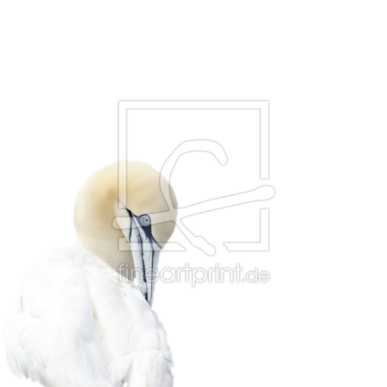 Bild-Nr.: 9977947 Weisser Vogel Bild-Nr.: 9977947 Weisser Vogel erstellt von Martina Fornal